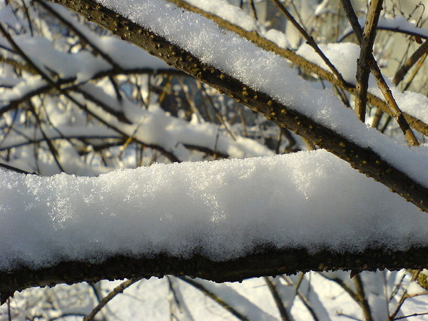 Photo courtesy of Foter