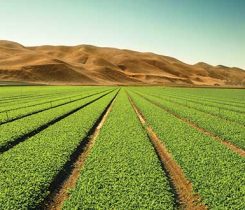 grain field. Photo: iStock.com/Pgiam