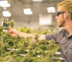 Marijuana greenhouse. Photo: iStock.com/FatCamera