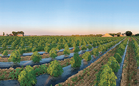 Hemp farm photo courtesy of Sidetrack Farms LLC