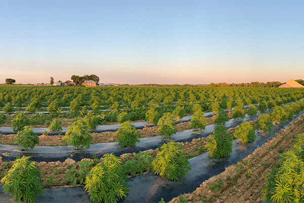 Hemp farm photo courtesy of Sidetrack Farms LLC