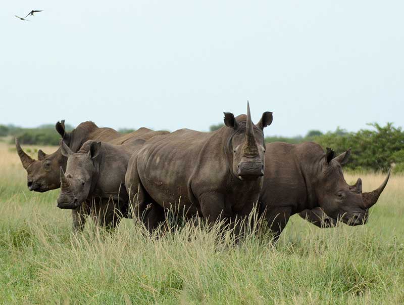 Photo courtesy of the International Rhino Foundation