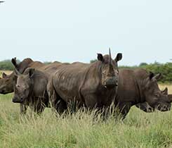 Photo courtesy of the International Rhino Foundation